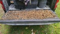 71 people charged for illegally harvesting ginseng in North Carolina this year: officials Authorities have charged dozens of people with the illegal harvest of wild Appalachian ginseng so far in 2026, according to state officials.