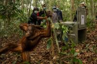 Indonesia relocates 8 orangutans after rescue from wildfires