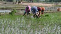 Rethinking rice: The low-methane path to food and climate security