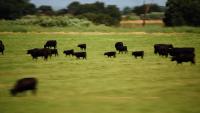 ‘World Without Cows’ documentary explores cattle’s impact on food, climate and the environment