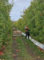 Tongan seasonal worker jailed for stabbing compatriot, leaving victim fearful and forced to return home