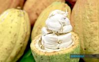 Malaysia Eyes Sarawak Cocoa Expansion To Reduce Import Dependence