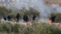 Israeli settlers burn olive trees, attack 8 farmers in West Bank