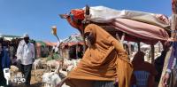 Brisk livestock sales help Middle Shabelle pastoralists to repay drought debtsr