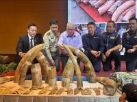 Over 400 Zambian elephant tusks seized in Thailand