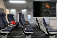 Bedbugs found in plane’s economy seats force Qantas airline to cancel flight
