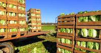 New report warns Europe’s food resilience cannot be taken for granted