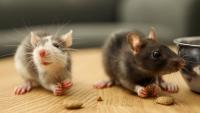Engineering Animals to Grow Human Organs — But Not Human Minds