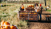 How pumpkin-picking is helping to save farms