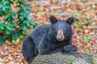 Hungry California Bear Breaks Into Cabin To Raid the Refrigerators for Sweets