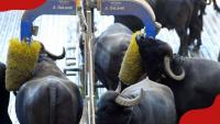 Govt confirms Kenyan farmers placing orders for 800 water buffaloes from India amid Milk shortage