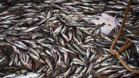 Alaska pollock: Ubiquitous fish fuels fight overtrawling