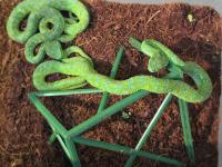 SNAKES IN SHAMPOO: German Customs Finds 37 Venomous Snakes in Mexican Firefighter’s Suitcase