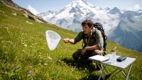 Haphazard hikes, hard numbers: a repeatable hoverfly survey for the Swiss Alps