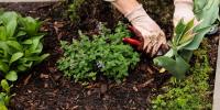 When AI and robots work together, Anthropic says these jobs are at risk. Should gardeners worry?