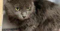 Children first through third grade can read to shelter cats during Rescue Raiders sessions