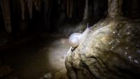 Eyeless cavesnail from Yunnan cave is China’s first freshwater cavesnail