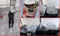 K-9 Rubel Sniffs Out Rs 1.85 Crore Hydroponic Cannabis from Bangkok Passengers
