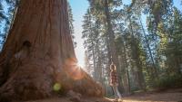 California redwoods are struggling in the heat — and it's not clear how much damage is being done