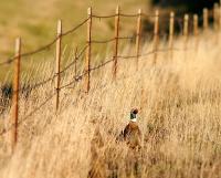 South Dakota’s own tradition fades amid success of nonresident pheasant hunting