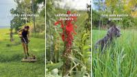 Virginia couple spent under $1,000 turning an overgrown acre into a wildlife retreat
