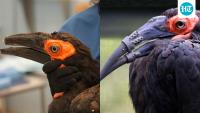 In world first, injured hornbill gets 3D-printed upper and lower beak prostheses at Amsterdam zoo