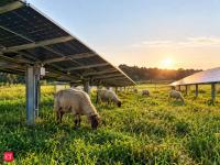 In 2021, a North Carolina farmer struggling to expand his sheep business found 33 acres beneath solar panels; then landed a second solar grazing contract