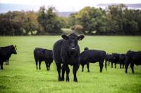 UK Beef market faces tight supplies, high prices in 2026