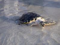 Abu Dhabi launches new wildlife rescue response network