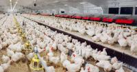High Court grants legal challenge to controversial poultry mega-farm