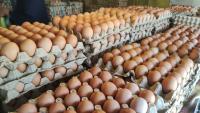In Australia, 12 egg suppliers are accused of fixing prices, sharing plans, and coordinating culls