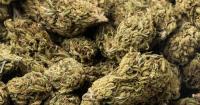 Marijuana poll finds bipartisan support as Triad debates cannabis policy