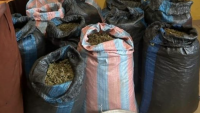 Police arrest man for allegedly cultivating cannabis along Volta Lake