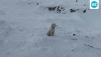 Dog survives 50 hours alone in Alaska wilderness after avalanche; Apple AirTag helps rescuers find her