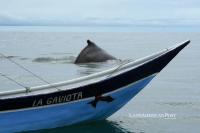 Colombian Pacific Asks Whale Watching Tourists to Give Its Biggest Visitors Some Space