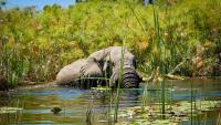 The mistake Aussies make when planning a bucket-list African safari