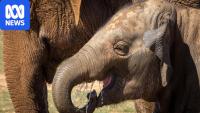 Australian zoo saving baby elephants from killer virus