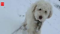 Meet Loulou: Dog missing for 50 hours after Alaska avalanche found alive with help from Apple AirTag