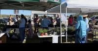 Master Gardeners’ Plant and Tree Sale begins October 14