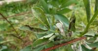 Scottish field beans rise 8.3 per cent as farmers turn from spring barley
