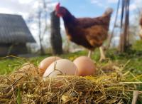 Cage-free eggs: thousands of companies drive a transformation in the global food industry