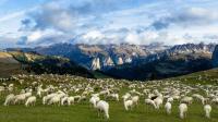 Italian shepherd ordered to leave valley following disputes over grazing and dogs