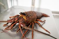 Meet the prized California spiny lobster: the clawless local delicacy yielding 25% more meat that King’s Fish House is serving char-grilled through March