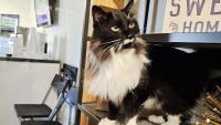 Weather changes and hidden pain can affect your cat