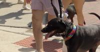 Big Cypress German Shepherd Rescue holds K-9 X Games at LaBelle's Grassy Run Ranch