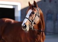 Alter Adler Colt Tops Second Day’s Trade At BBAG