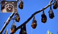 Millions warned of record-breaking swarm of rabies-carrying bats invading Los Angeles as first infection is revealed