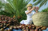 Oman to host 6th session of the International Dates Council