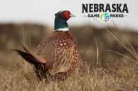 100th Nebraska Pheasant Season opener is October 31st