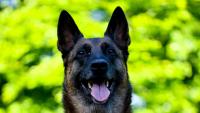Cape Town hosts first K9 competition for public safety teams